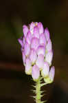 Curtiss' milkwort